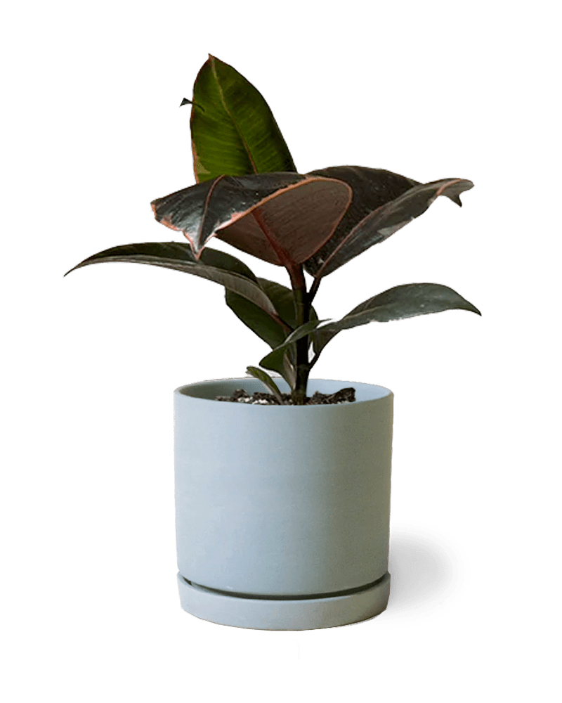 Dojo Porcelain Modern Indoor Plant Pot With Saucer - Chive US Wholesale