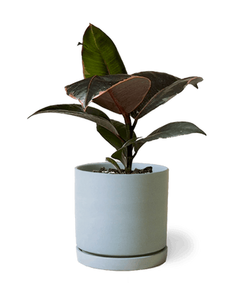 Dojo Porcelain Modern Indoor Plant Pot With Saucer - Chive US Wholesale