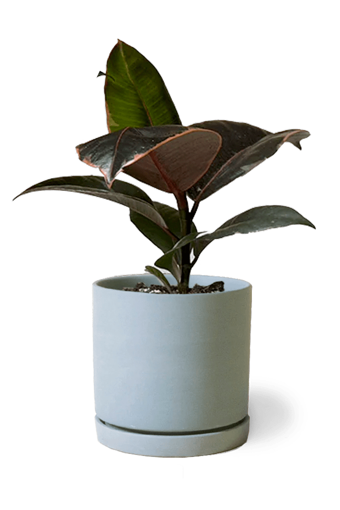 Dojo Porcelain Modern Indoor Plant Pot With Saucer - Chive US Wholesale