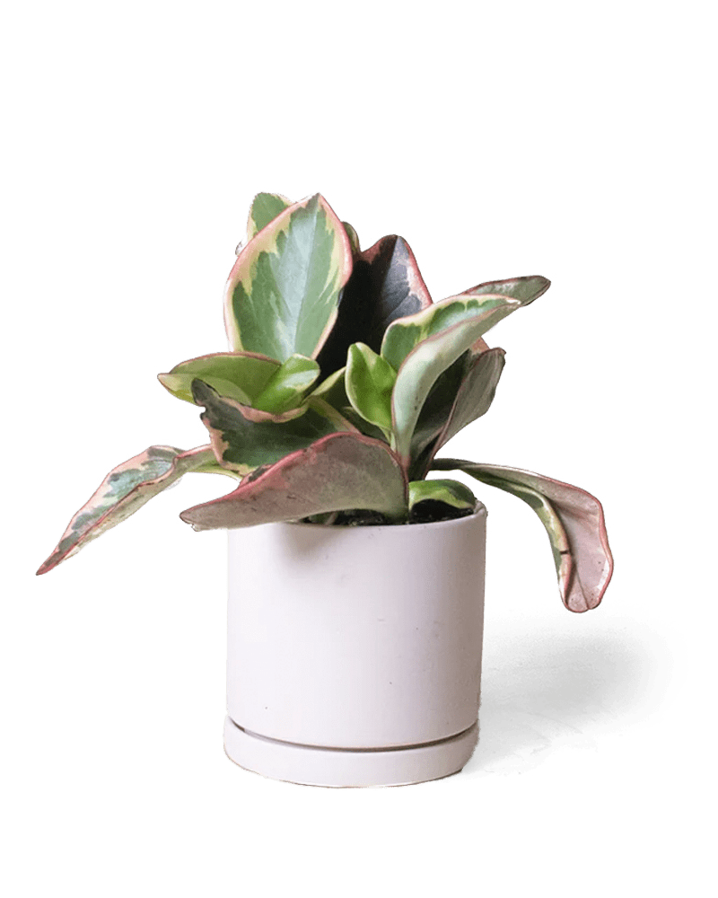 Dojo Porcelain Modern Indoor Plant Pot With Saucer - Chive US Wholesale