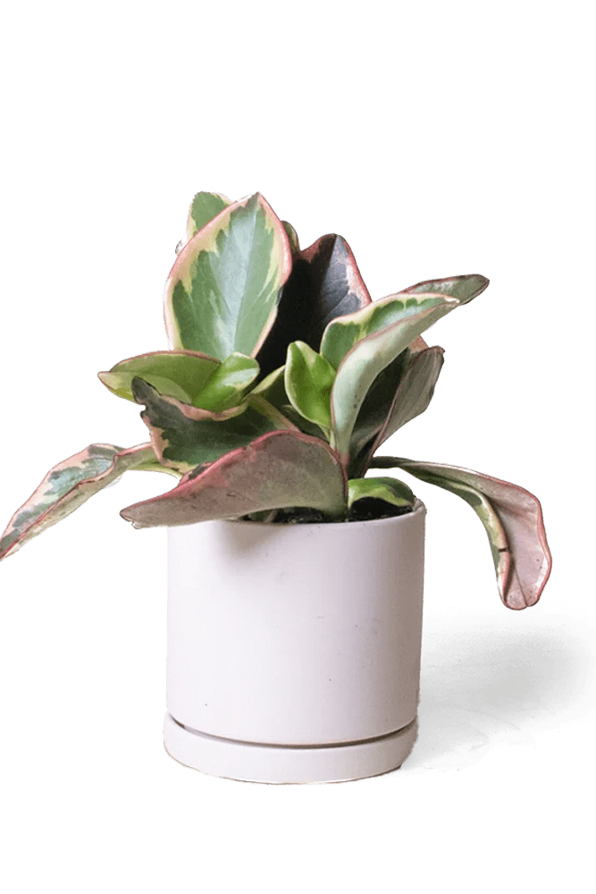 Dojo Porcelain Modern Indoor Plant Pot With Saucer - Chive US Wholesale