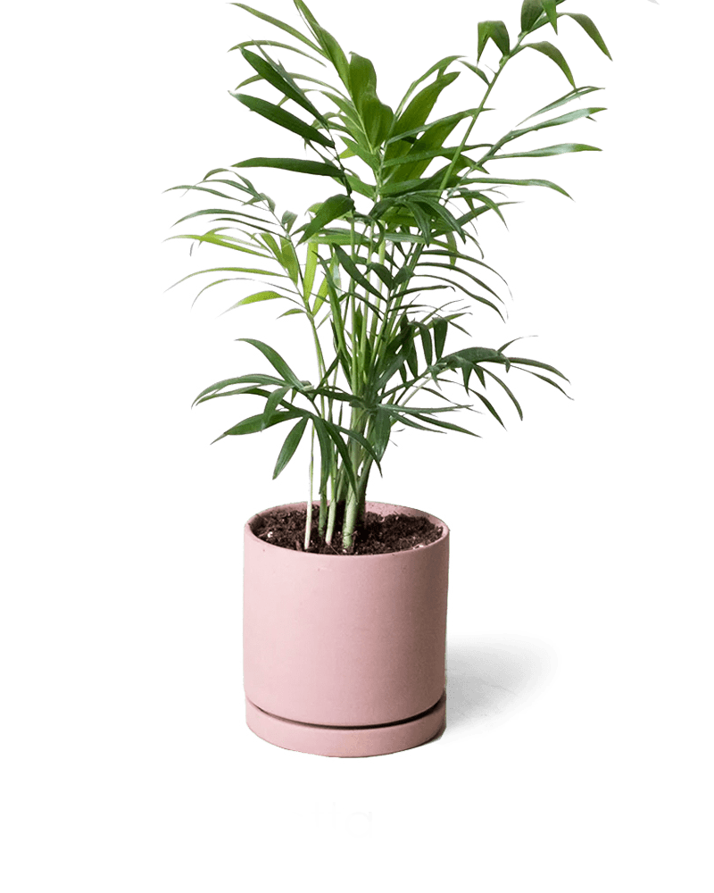 Dojo Porcelain Modern Indoor Plant Pot With Saucer - Chive US Wholesale