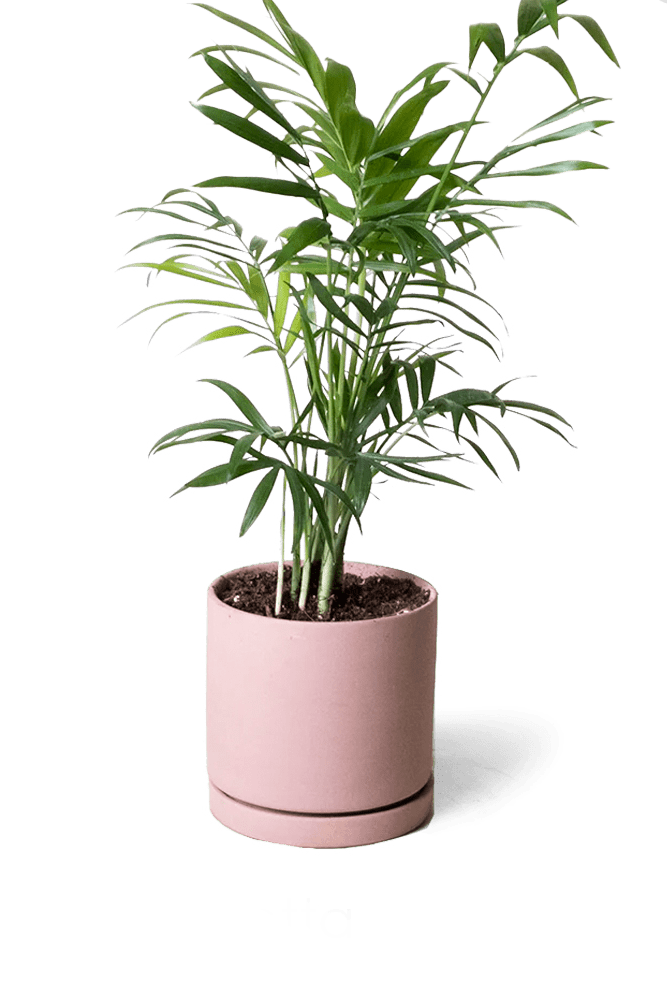 Dojo Porcelain Modern Indoor Plant Pot With Saucer - Chive US Wholesale