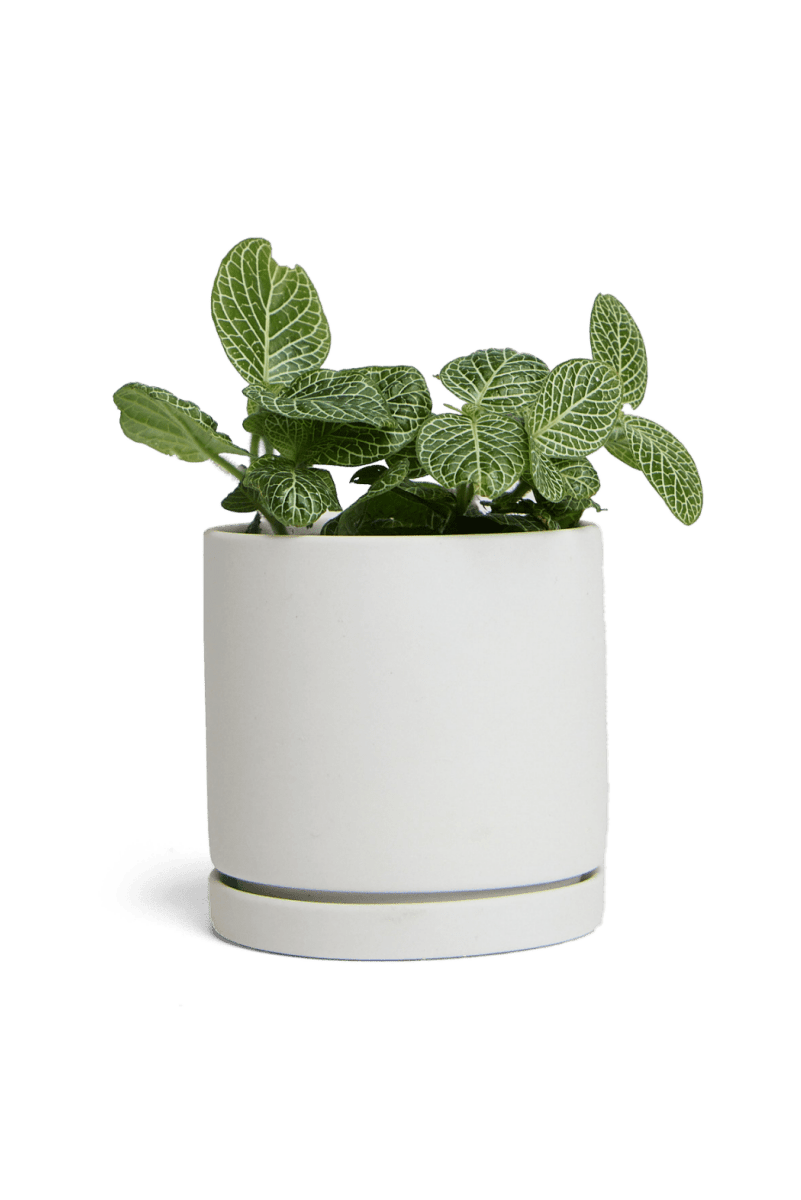 Dojo Porcelain Modern Indoor Plant Pot With Saucer - Chive US Wholesale