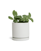 Dojo Porcelain Modern Indoor Plant Pot With Saucer - Chive US Wholesale