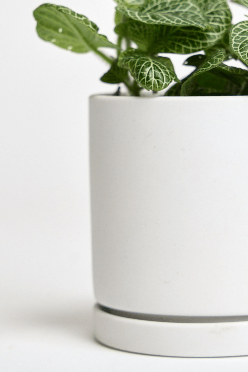 Dojo Porcelain Modern Indoor Plant Pot With Saucer - Chive US Wholesale