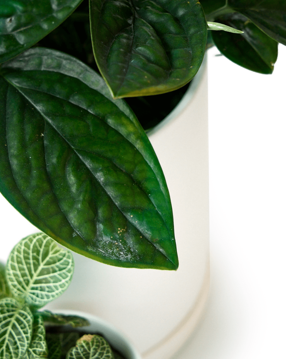 Dojo Porcelain Modern Indoor Plant Pot With Saucer - Chive US Wholesale