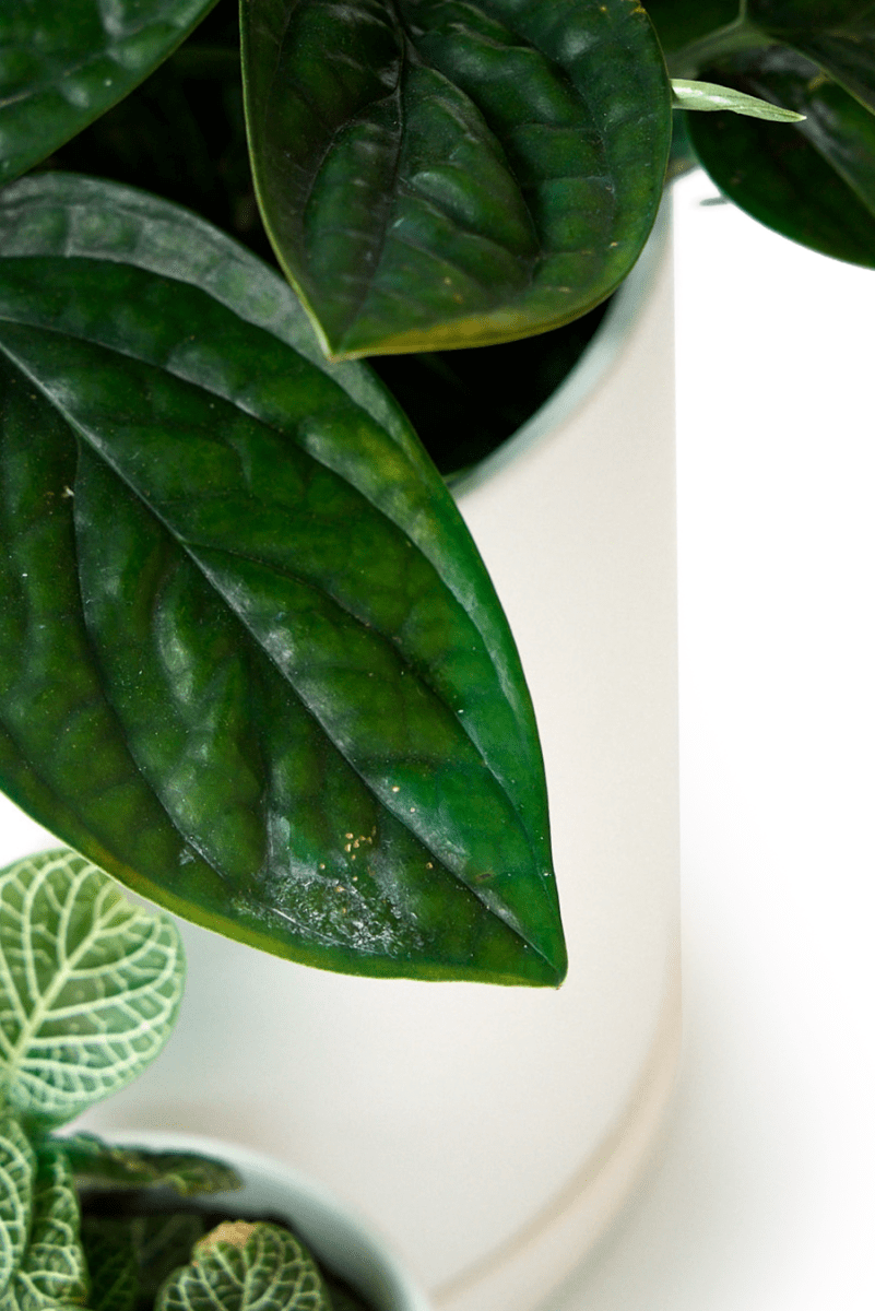 Dojo Porcelain Modern Indoor Plant Pot With Saucer - Chive US Wholesale