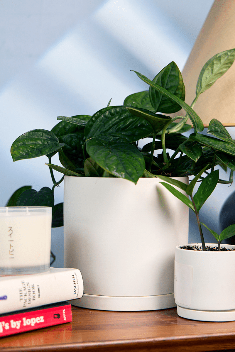 Dojo Porcelain Modern Indoor Plant Pot With Saucer - Chive US Wholesale