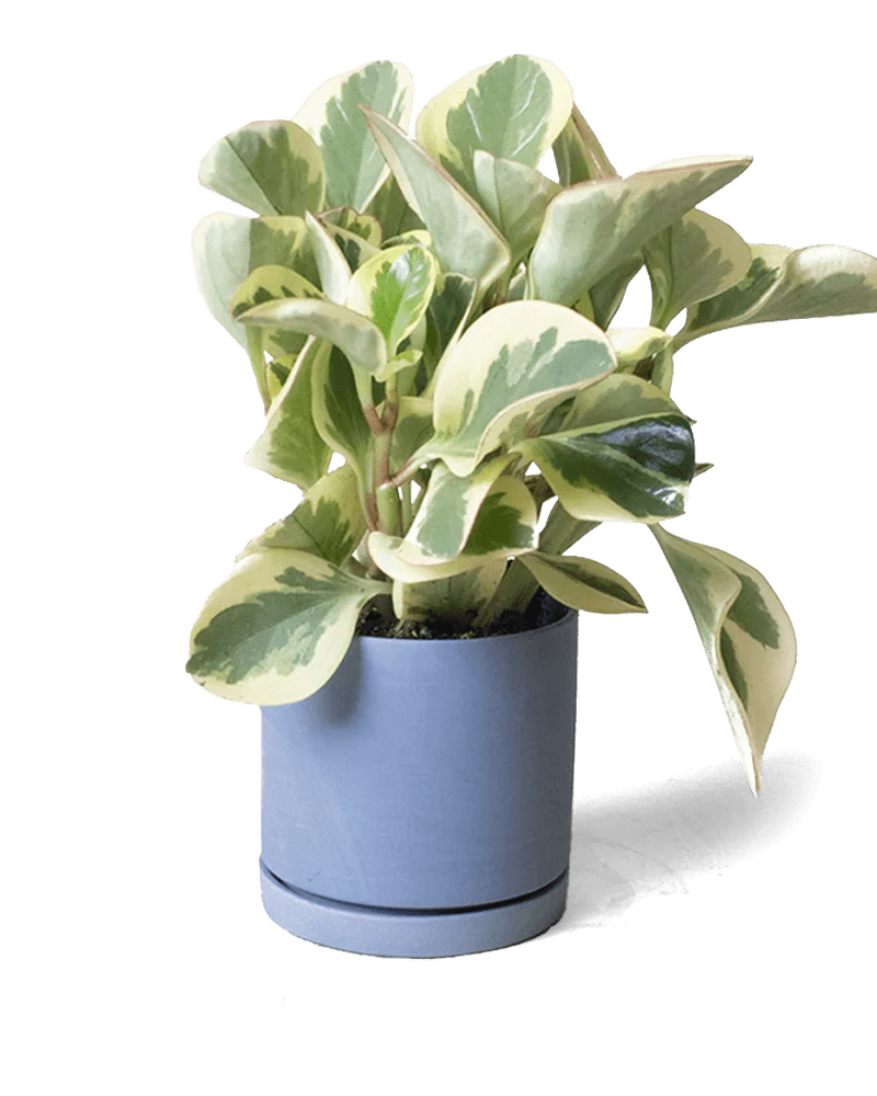 Dojo Porcelain Modern Indoor Plant Pot With Saucer - Chive US Wholesale