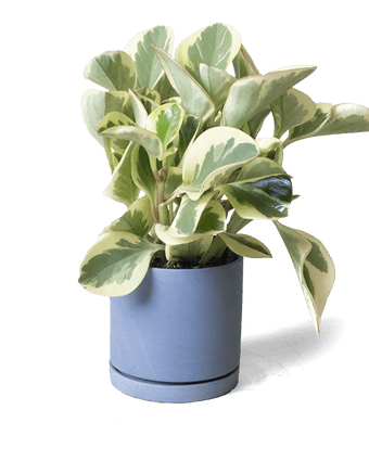 Dojo Porcelain Modern Indoor Plant Pot With Saucer - Chive US Wholesale