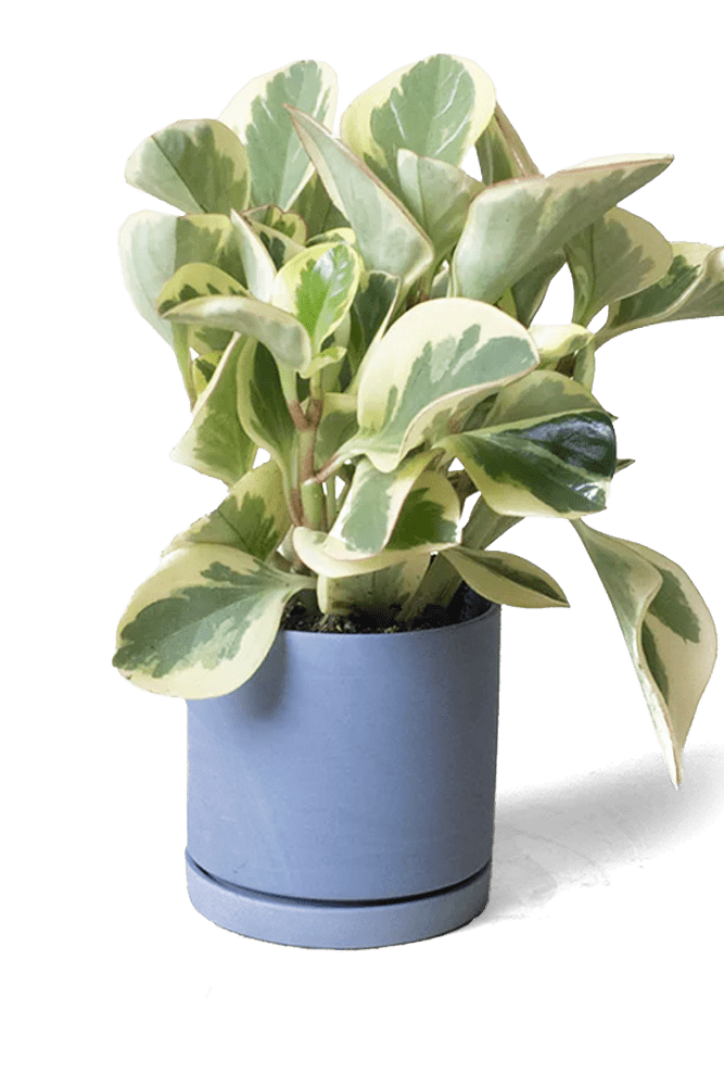 Dojo Porcelain Modern Indoor Plant Pot With Saucer - Chive US Wholesale