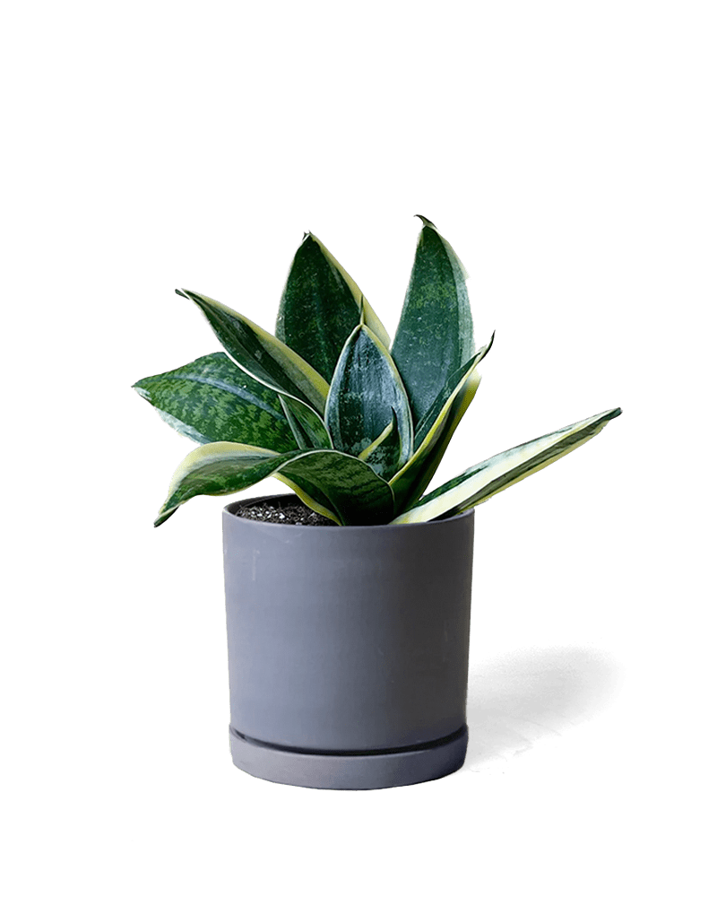 Dojo Porcelain Modern Indoor Plant Pot With Saucer - Chive US Wholesale