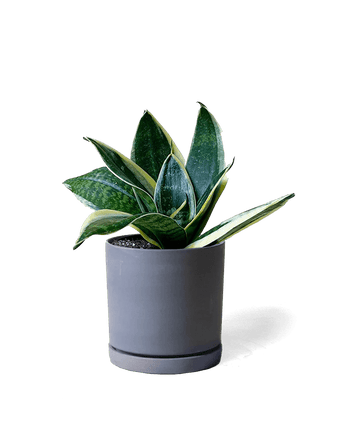 Dojo Porcelain Modern Indoor Plant Pot With Saucer - Chive US Wholesale