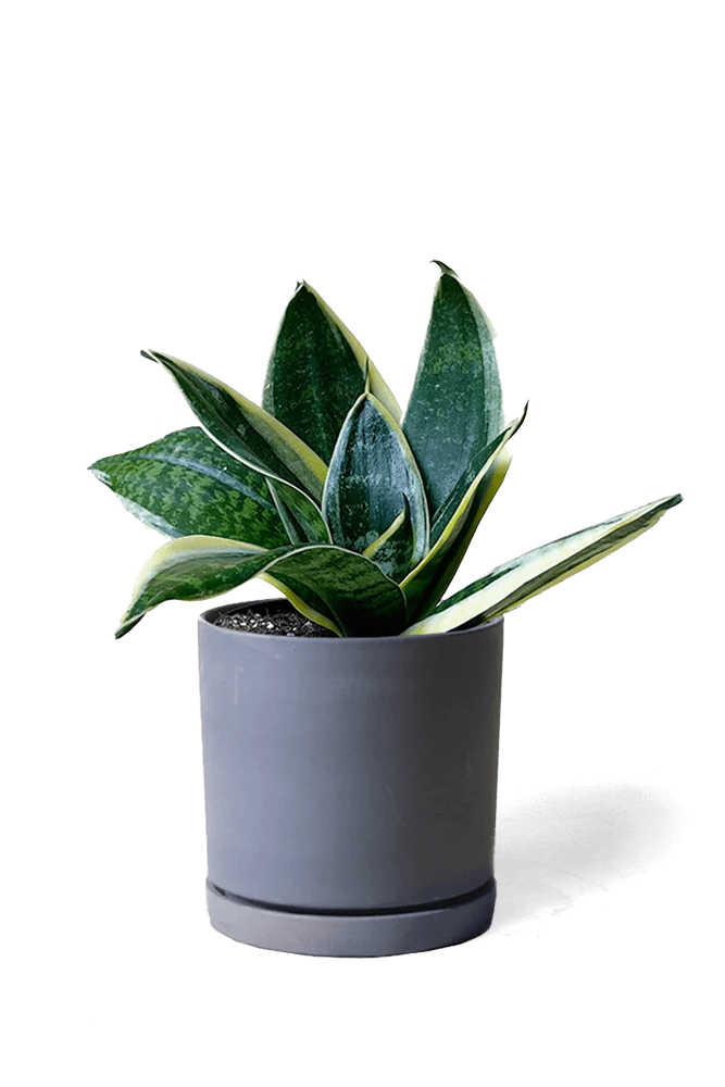 Dojo Porcelain Modern Indoor Plant Pot With Saucer - Chive US Wholesale