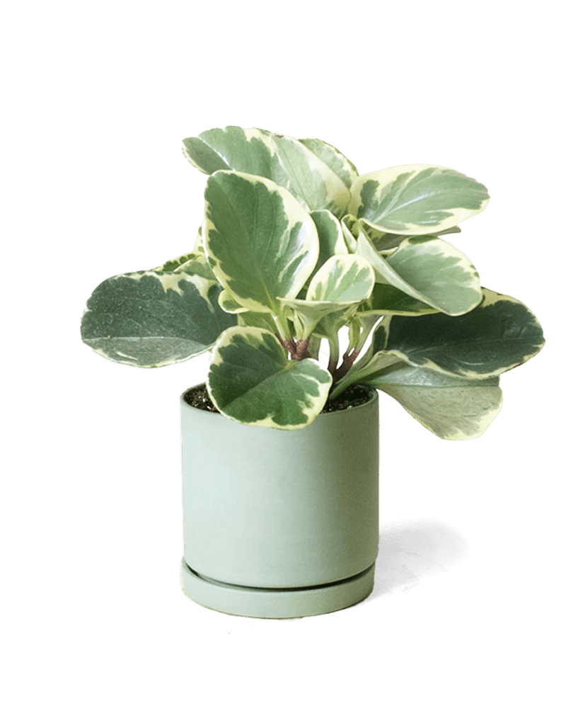 Dojo Porcelain Modern Indoor Plant Pot With Saucer - Chive US Wholesale