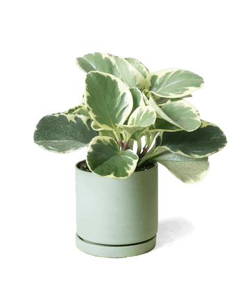 Dojo Porcelain Modern Indoor Plant Pot With Saucer - Chive US Wholesale