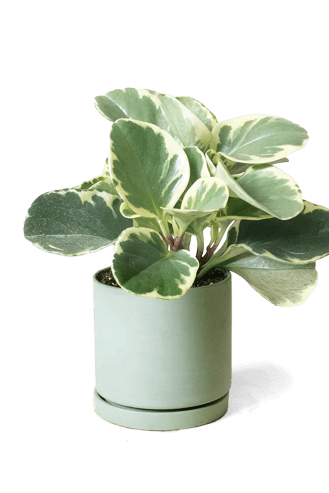 Dojo Porcelain Modern Indoor Plant Pot With Saucer - Chive US Wholesale