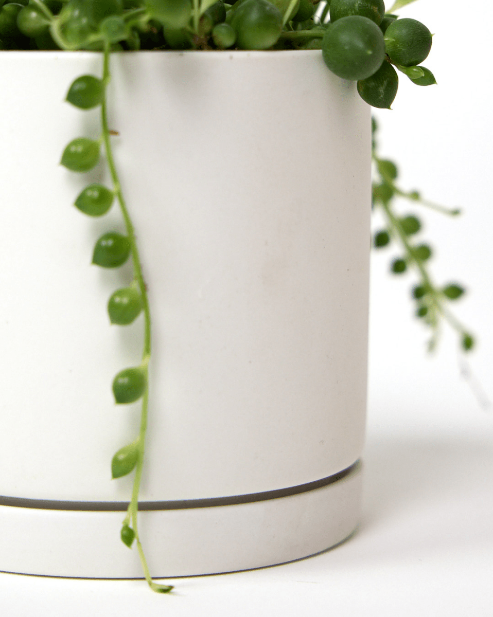 Dojo Porcelain Modern Indoor Plant Pot With Saucer - Chive US Wholesale