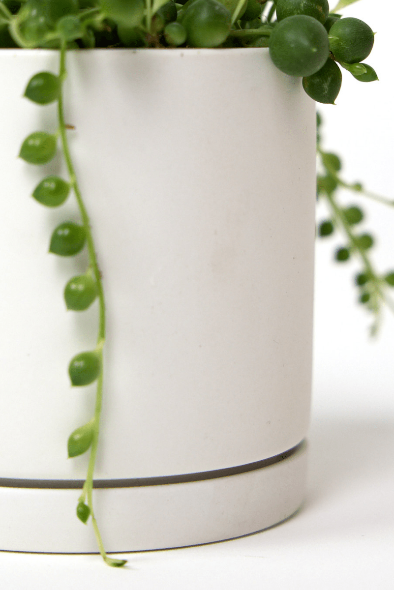Dojo Porcelain Modern Indoor Plant Pot With Saucer - Chive US Wholesale