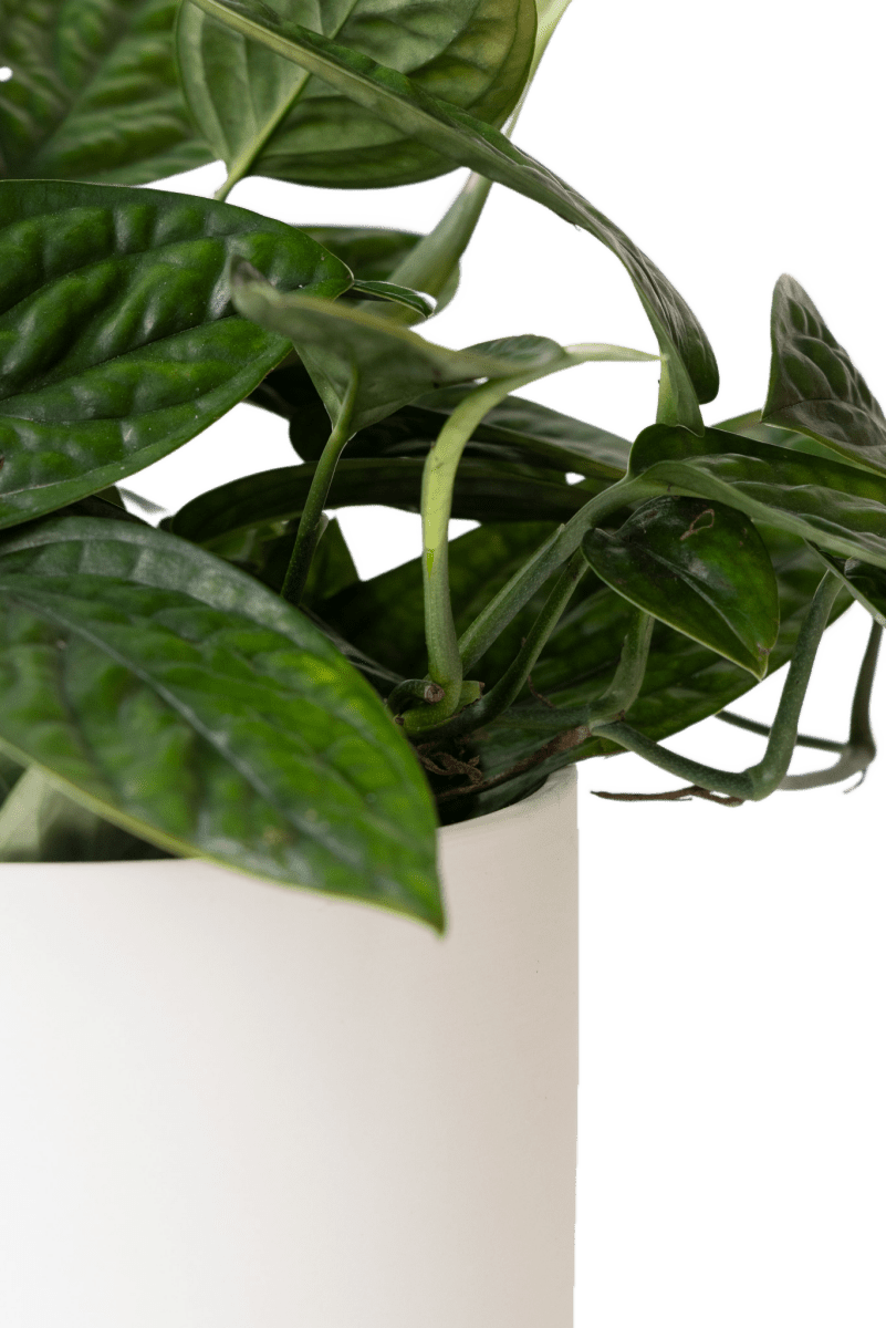 Dojo Porcelain Modern Indoor Plant Pot With Saucer - Chive US Wholesale