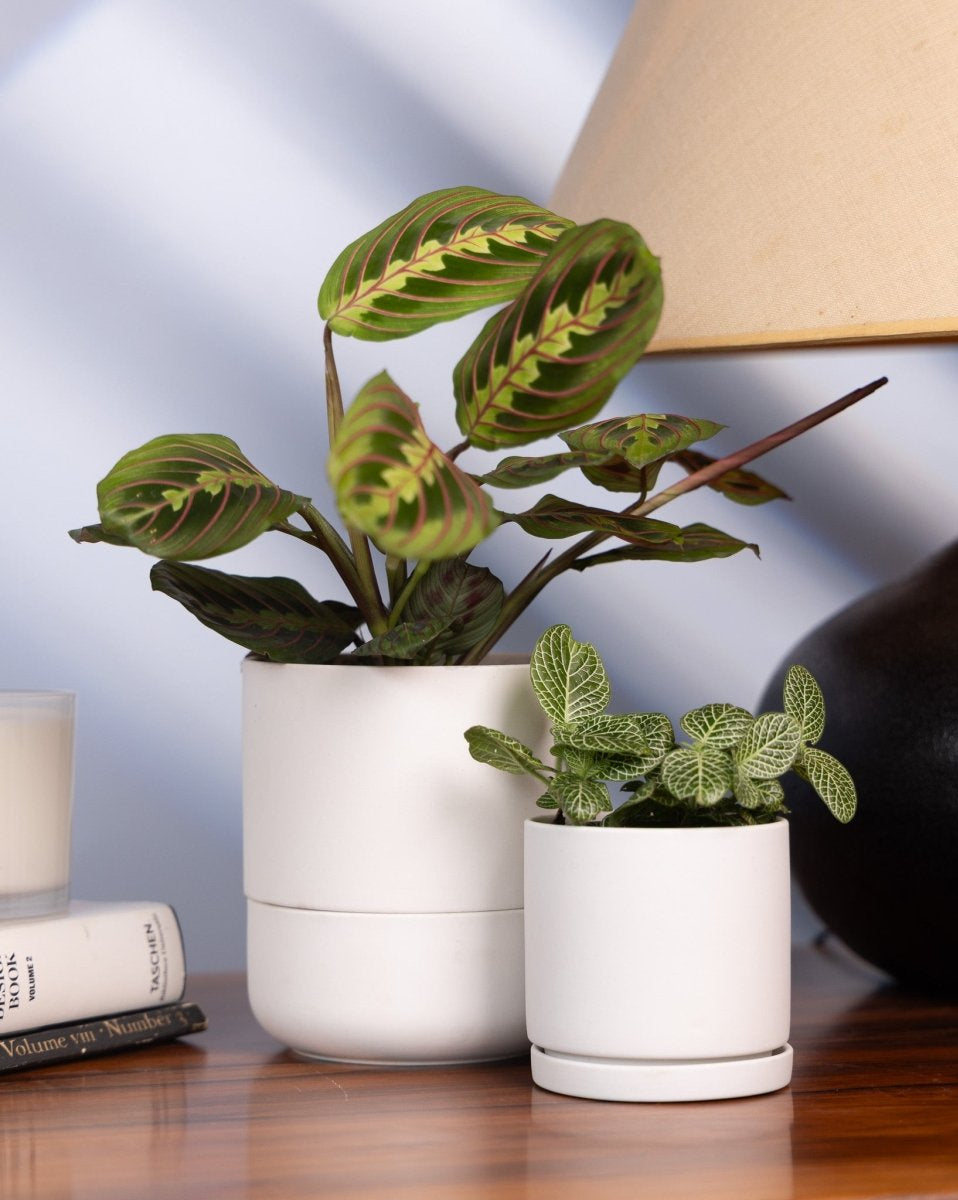 Dojo Porcelain Modern Indoor Plant Pot With Saucer - Chive US Wholesale
