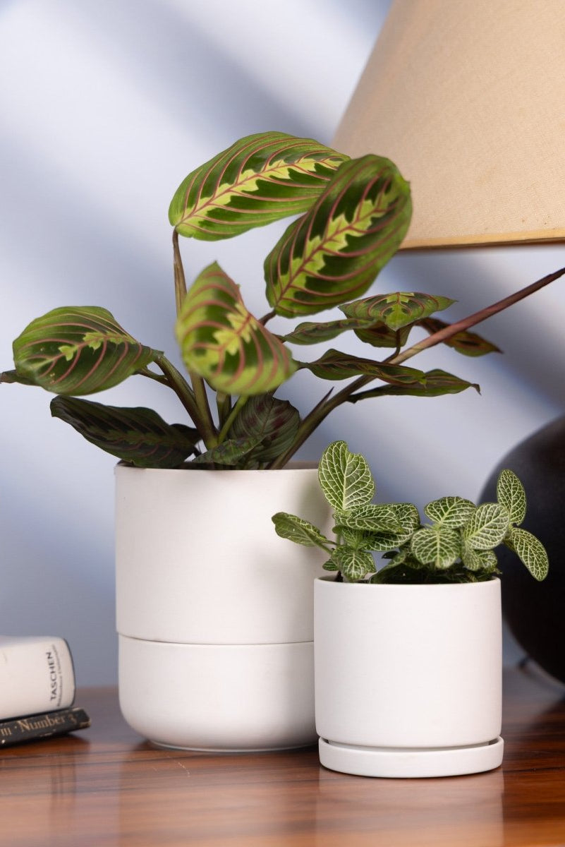 Dojo Porcelain Modern Indoor Plant Pot With Saucer - Chive US Wholesale