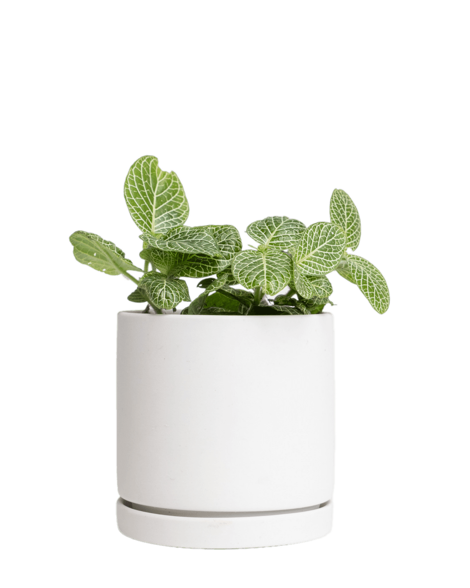 Dojo Porcelain Modern Indoor Plant Pot With Saucer Sets - Chive US Wholesale