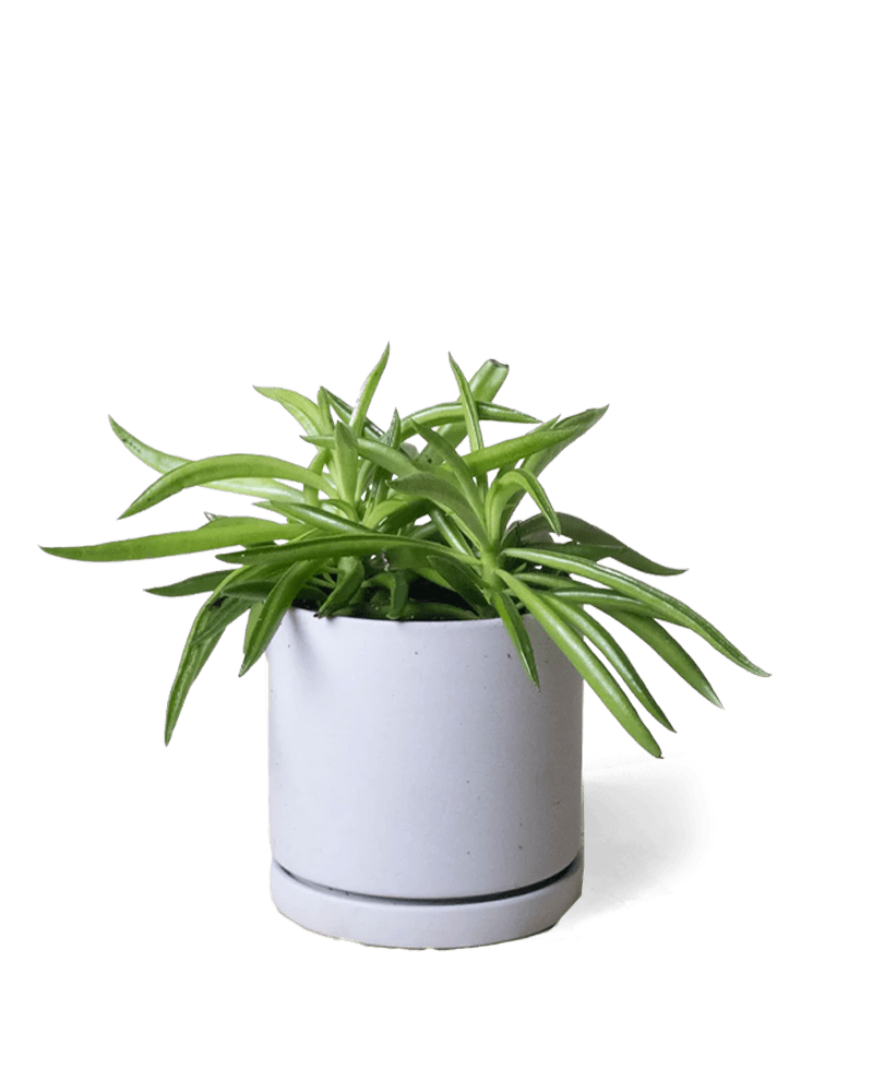 Dojo Porcelain Modern Indoor Plant Pot With Saucer - Chive US Wholesale