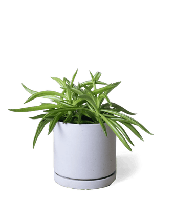 Dojo Porcelain Modern Indoor Plant Pot With Saucer - Chive US Wholesale