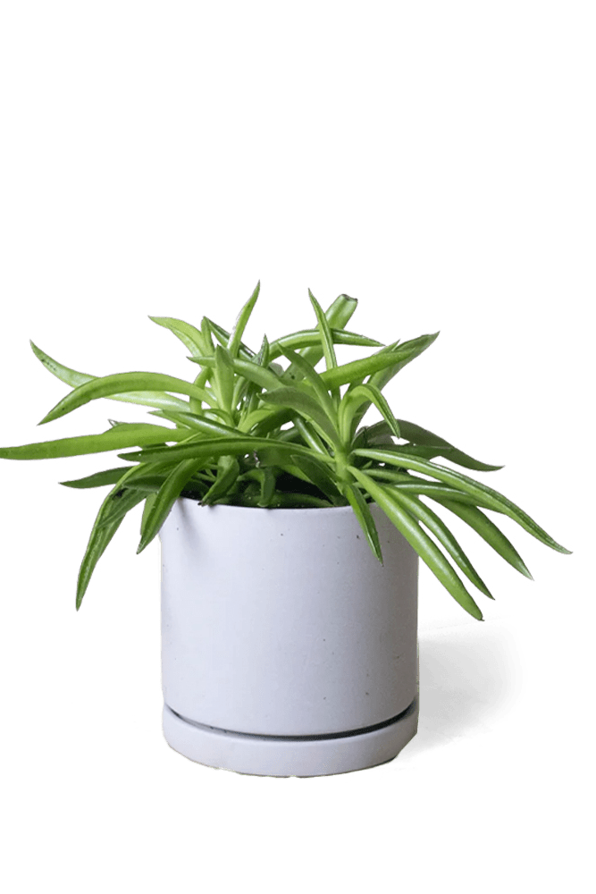 Dojo Porcelain Modern Indoor Plant Pot With Saucer - Chive US Wholesale