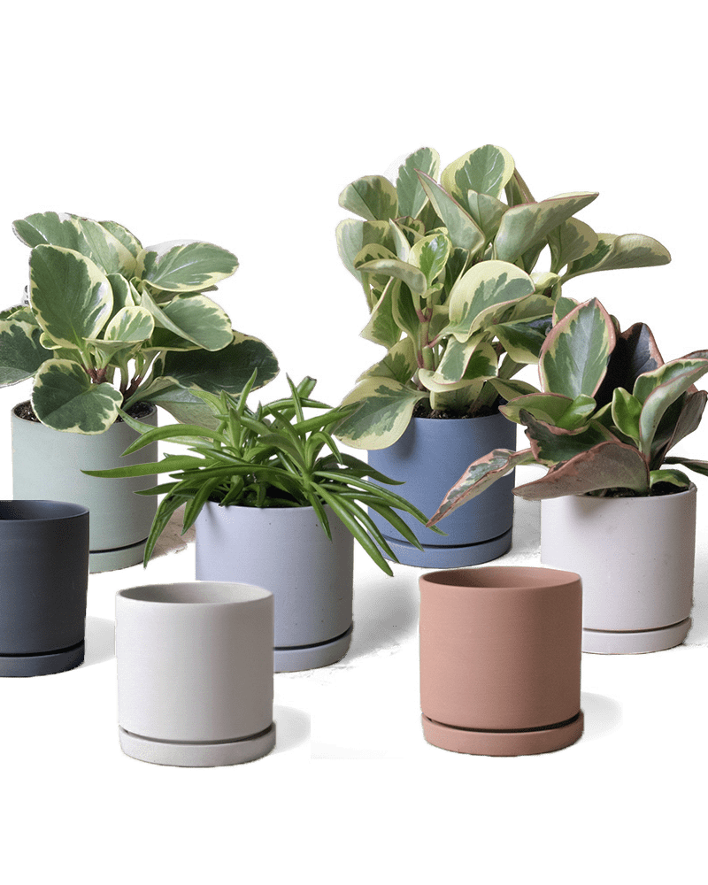 Dojo Pot And Saucer 48pc Kit - Small - Chive US Wholesale