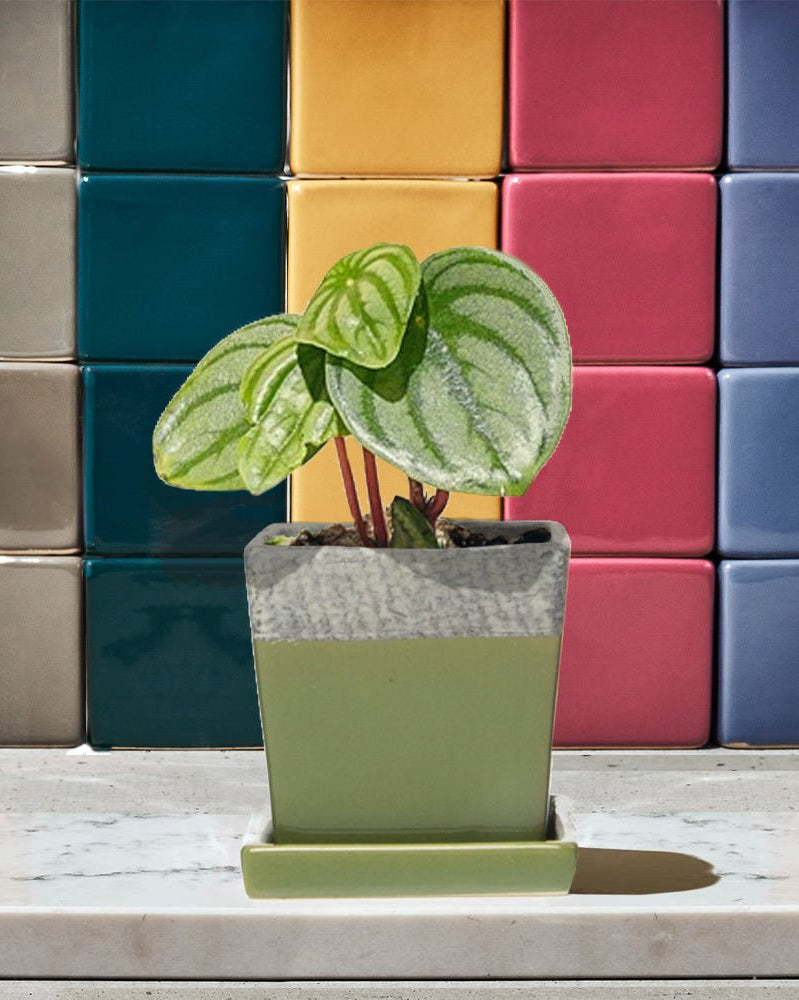 Duo Ceramic Planter With Drainage Hole And Saucer - Chive US Wholesale