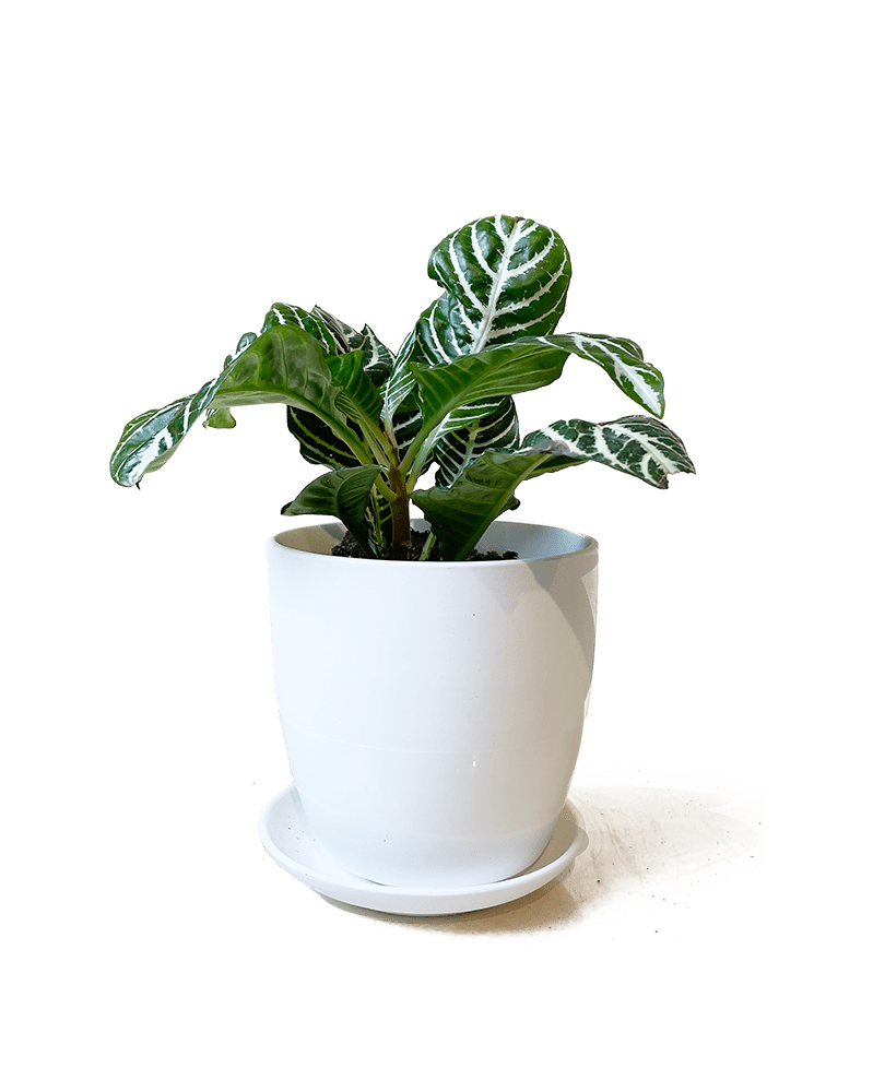 Dyad Porcelain Modern Indoor Plant Pot With Saucer Sets - Chive US Wholesale