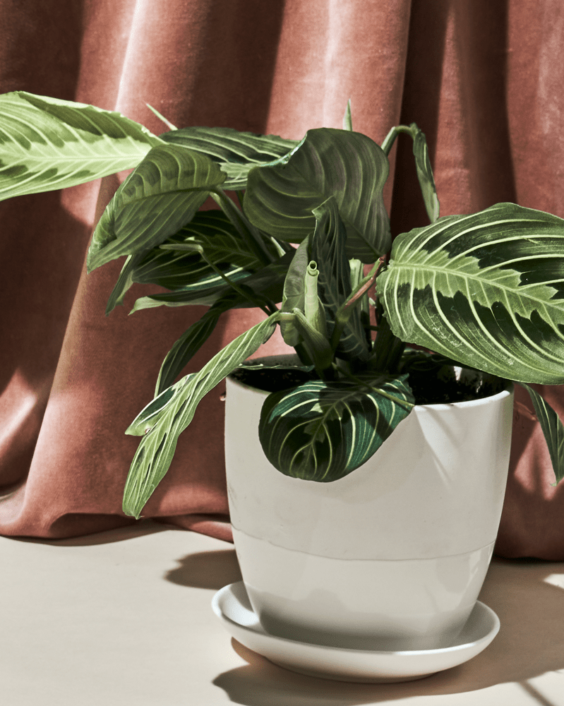 Dyad Porcelain Modern Indoor Plant Pot With Saucer - Chive US Wholesale