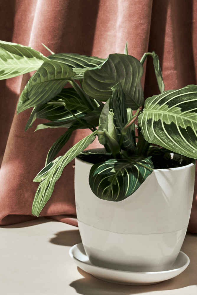 Dyad Porcelain Modern Indoor Plant Pot With Saucer - Chive US Wholesale