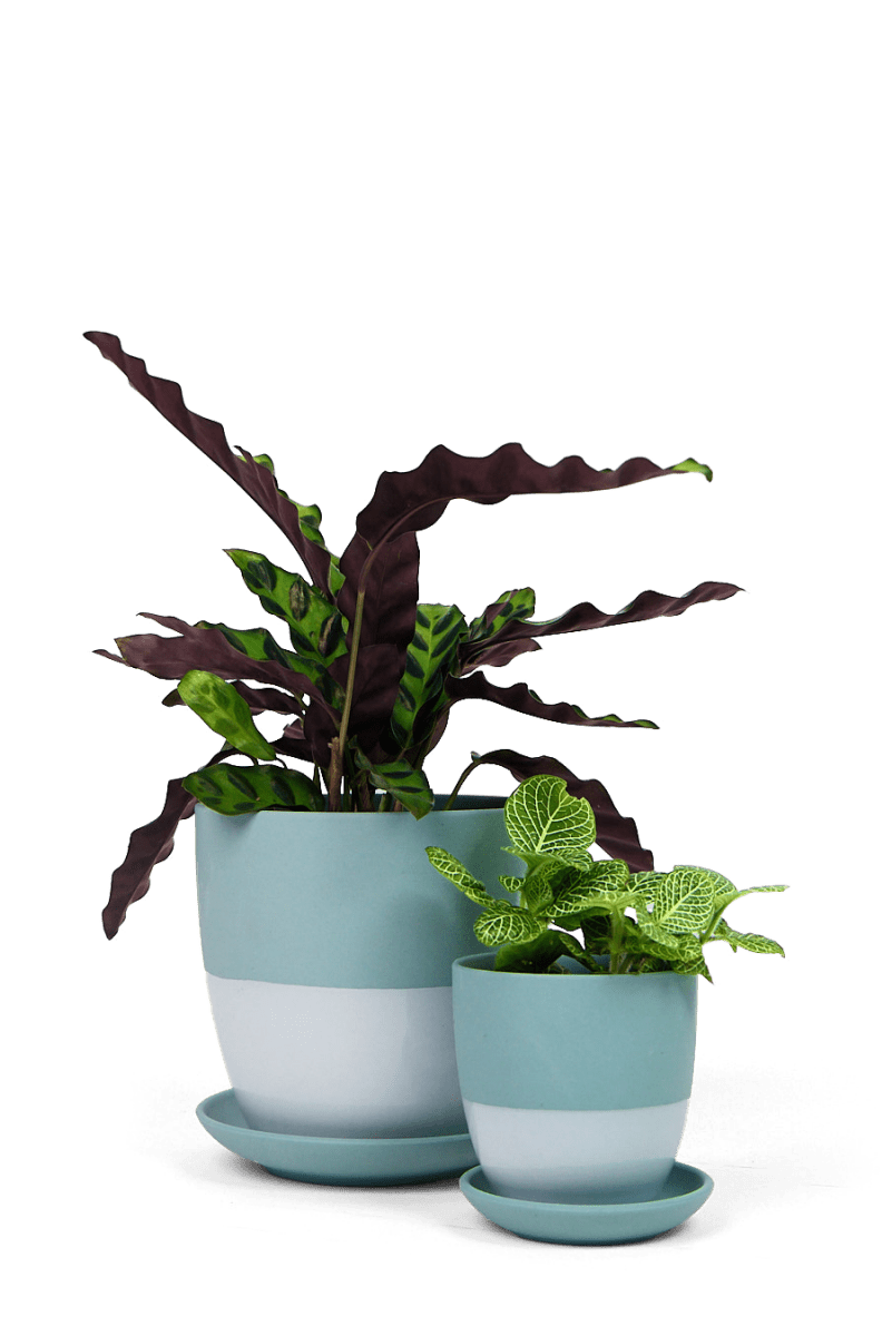 Dyad Porcelain Modern Indoor Plant Pot With Saucer - Chive US Wholesale
