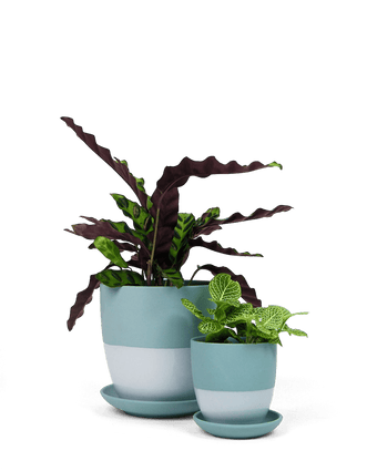 Dyad Porcelain Modern Indoor Plant Pot With Saucer - Chive US Wholesale