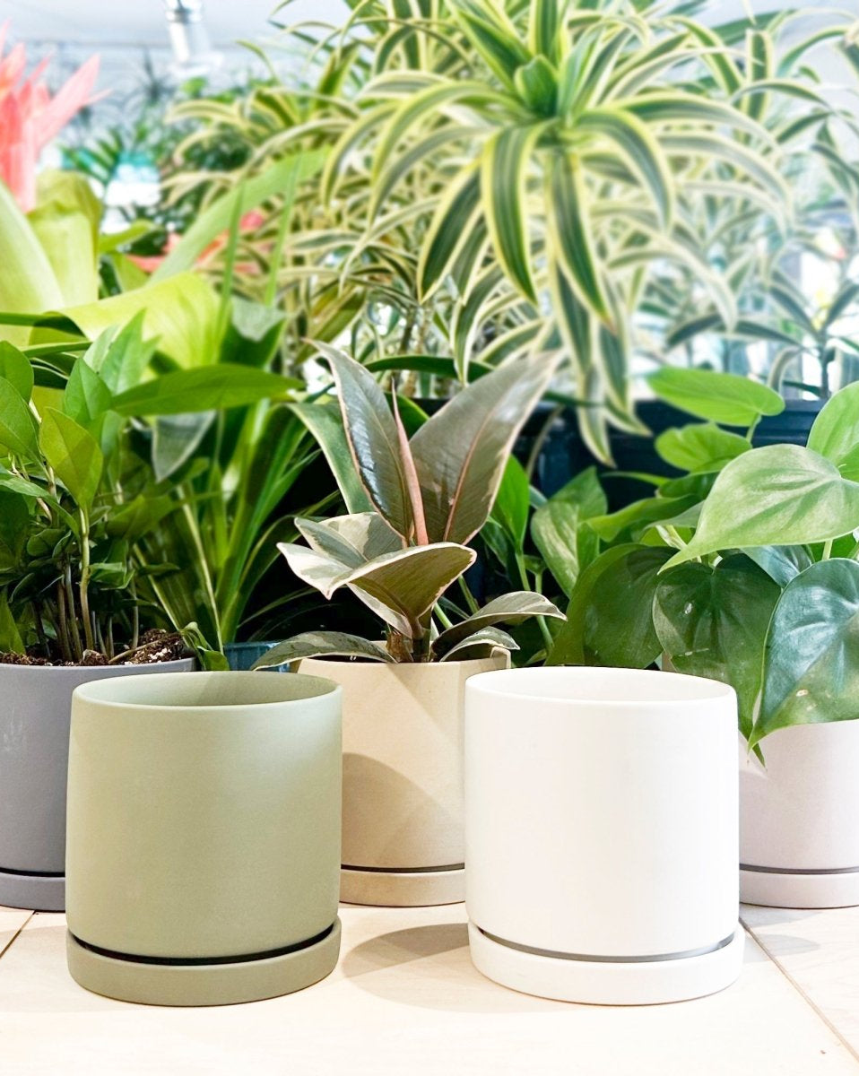 Dojo Porcelain Modern Indoor Plant Pot With Saucer Sets - Chive US Wholesale