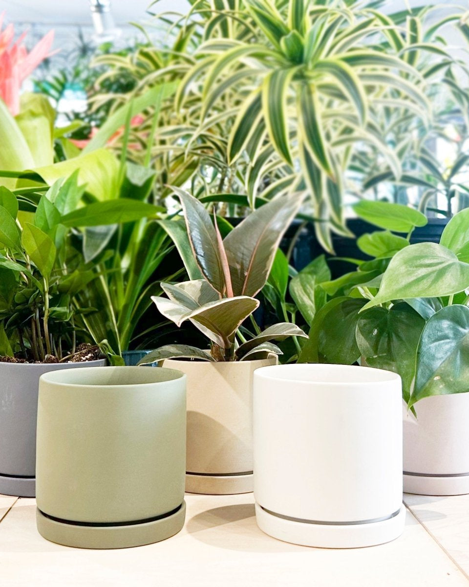 Dojo Porcelain Modern Indoor Plant Pot With Saucer Sets - Chive US Wholesale