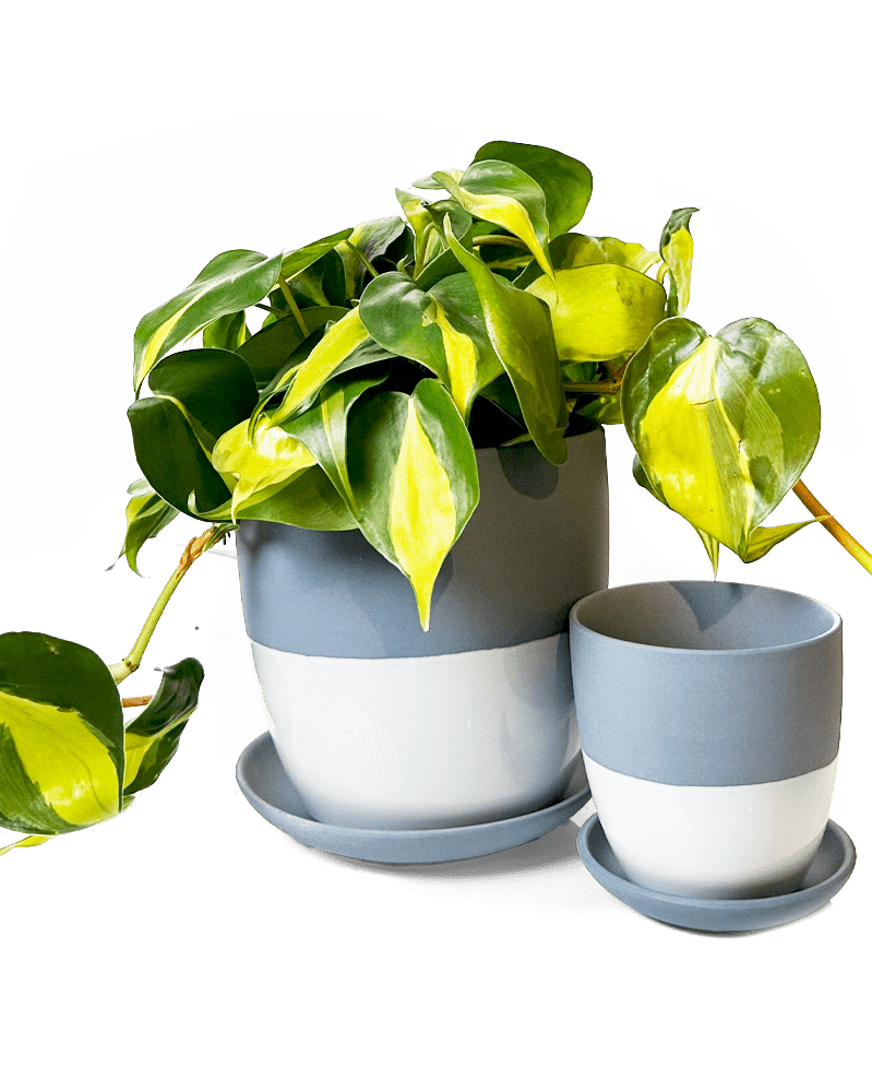 Dyad Porcelain Modern Indoor Plant Pot With Saucer - Chive US Wholesale