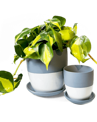 Dyad Porcelain Modern Indoor Plant Pot With Saucer - Chive US Wholesale