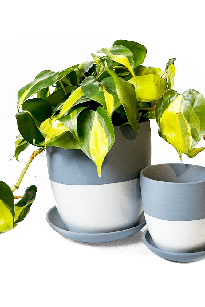 Dyad Porcelain Modern Indoor Plant Pot With Saucer - Chive US Wholesale