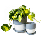 Dyad Porcelain Modern Indoor Plant Pot With Saucer - Chive US Wholesale