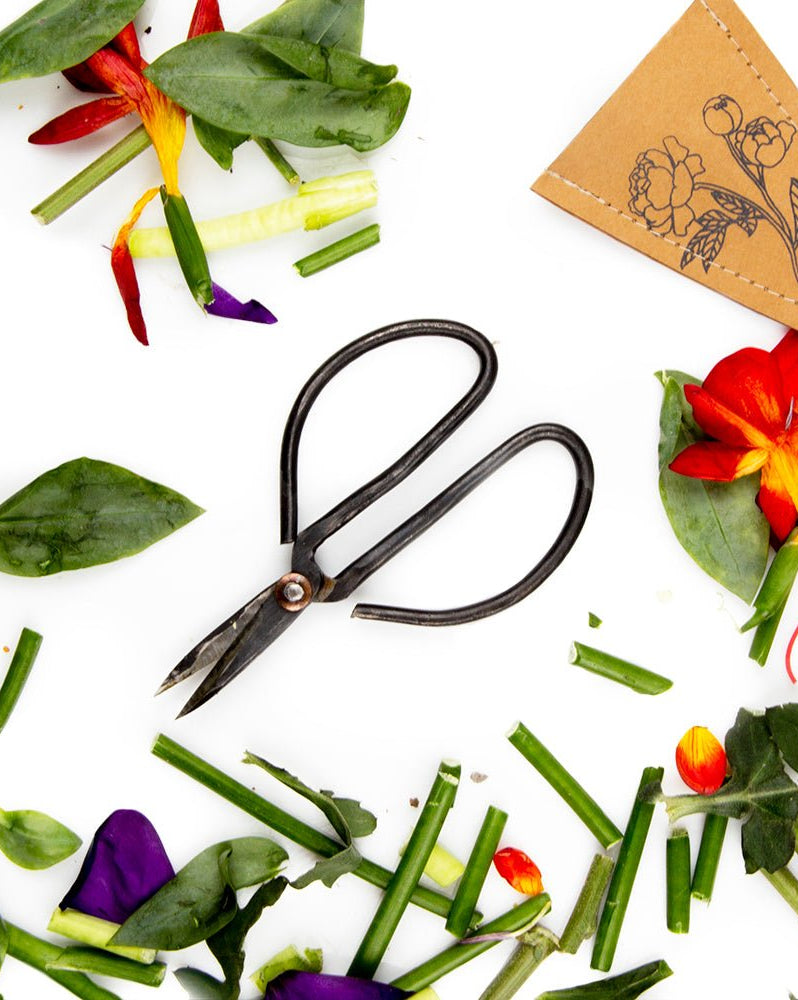 Edward Clippers Ikebana Pruning Scissors - Chive US Wholesale