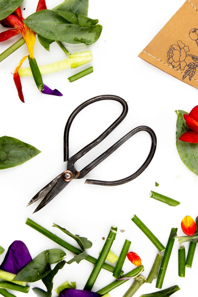 Edward Clippers Ikebana Pruning Scissors - Chive US Wholesale