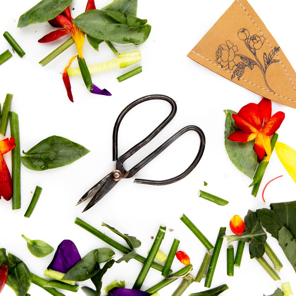 Edward Clippers Ikebana Pruning Scissors - Chive US Wholesale