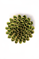 EG20 Avocado Green Unicorn Zinnia - Chive US Wholesale