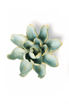 EG24 Robin's Egg Blue Aurora Water Lily - Chive US Wholesale