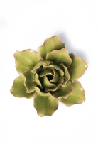 EG25 Peridot Stargazer Lily - Chive US Wholesale